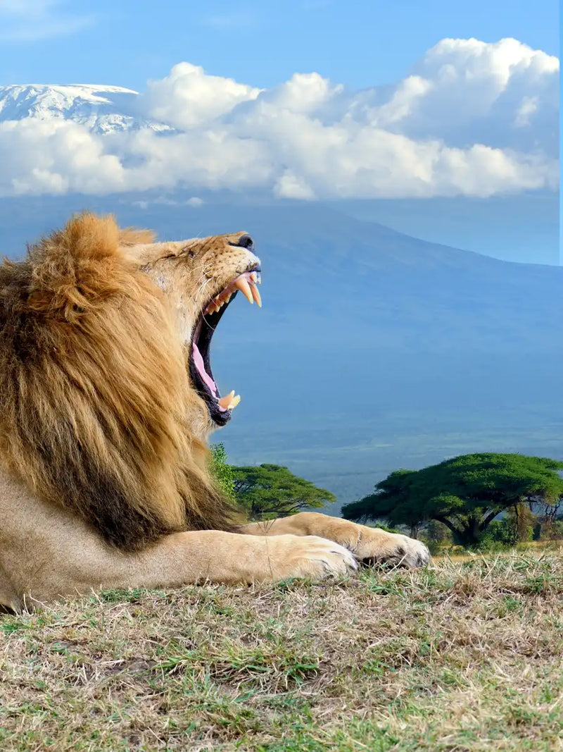 Roaring Safari Lion Wall Art