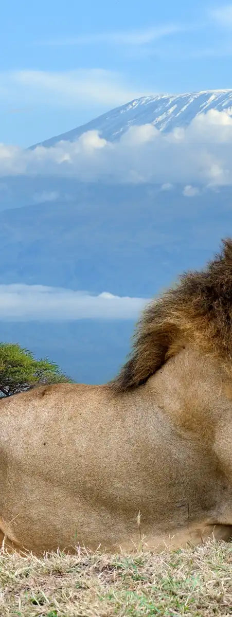 Roaring Safari Lion Wall Art