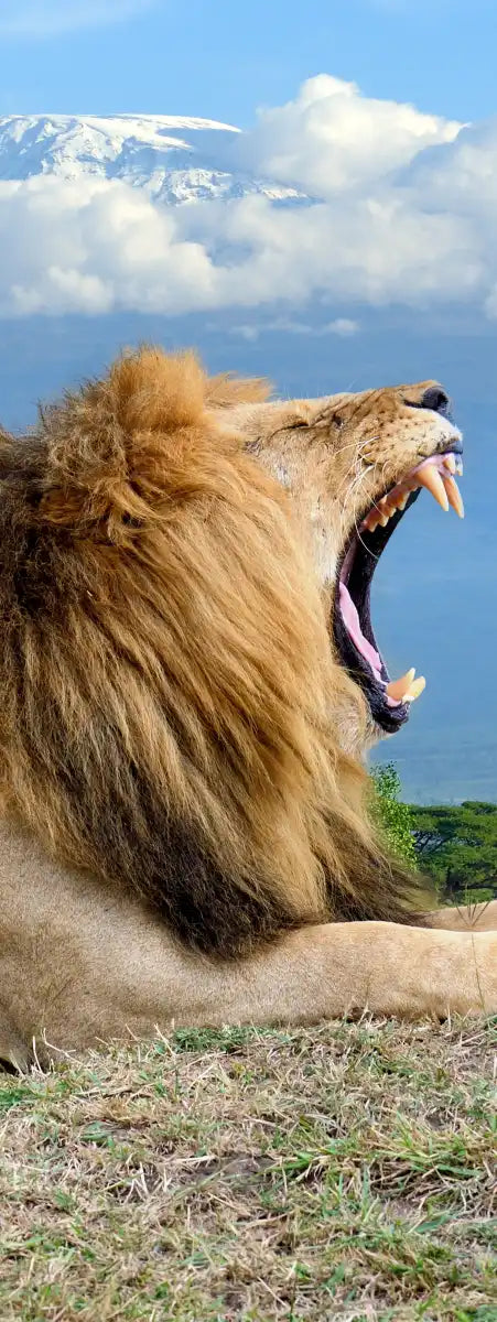 Roaring Safari Lion Wall Art