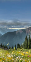 Rocky Mountain National Park Meadow Wall Art