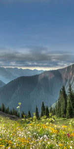 Rocky Mountain National Park Meadow Wall Art