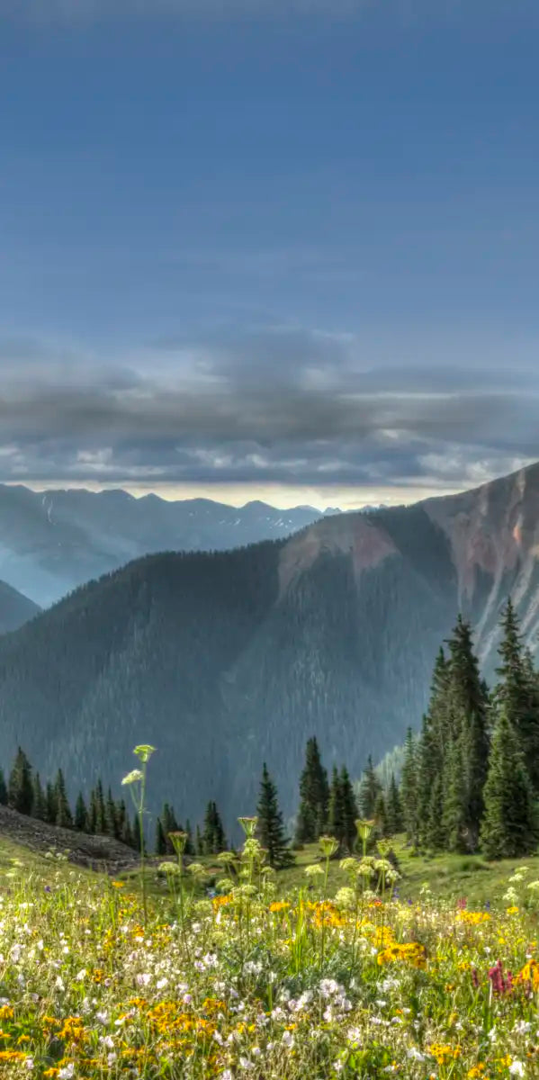 Rocky Mountain National Park Meadow Wall Art