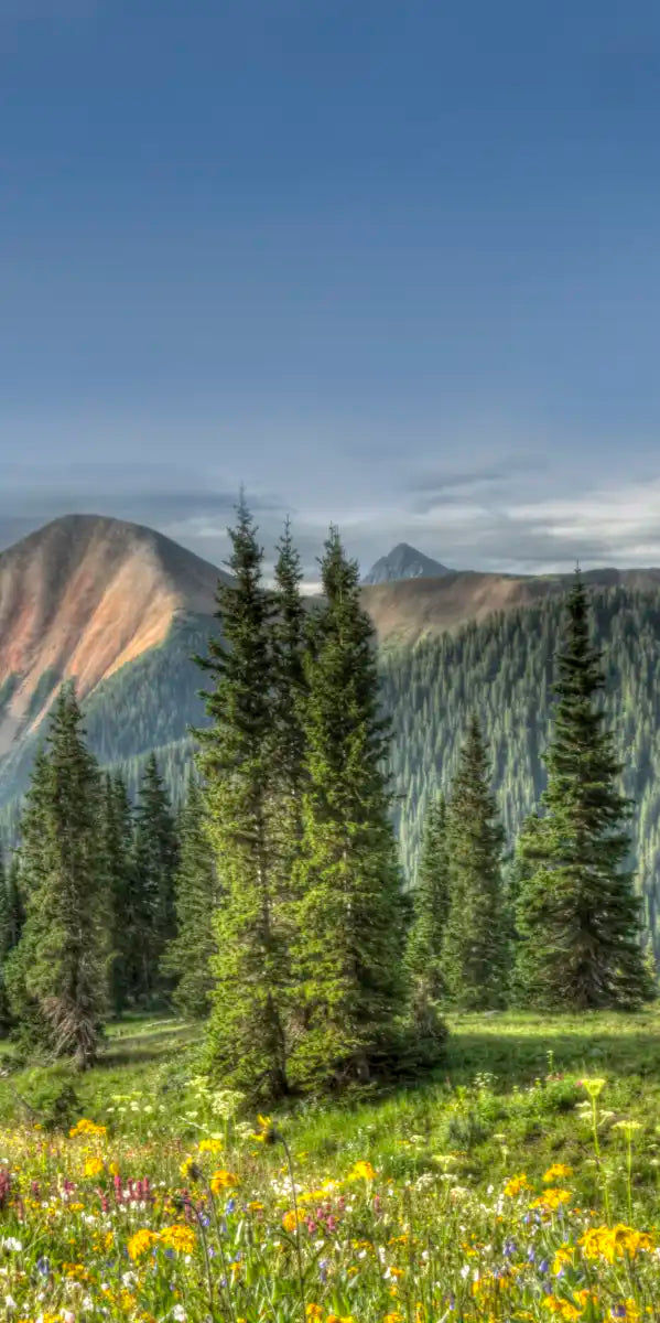 Rocky Mountain National Park Meadow Wall Art