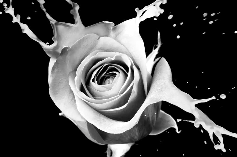 Rose Splash Wall Art