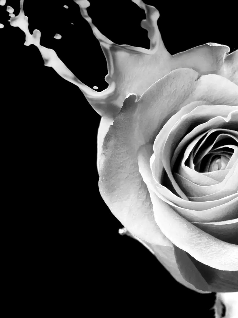 Rose Splash Wall Art