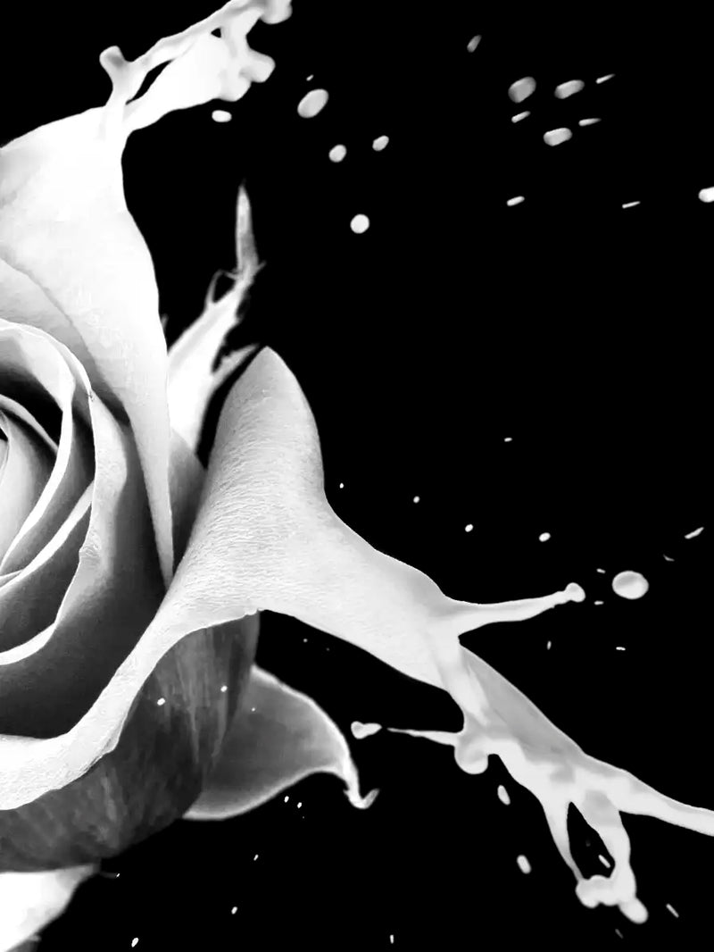 Rose Splash Wall Art