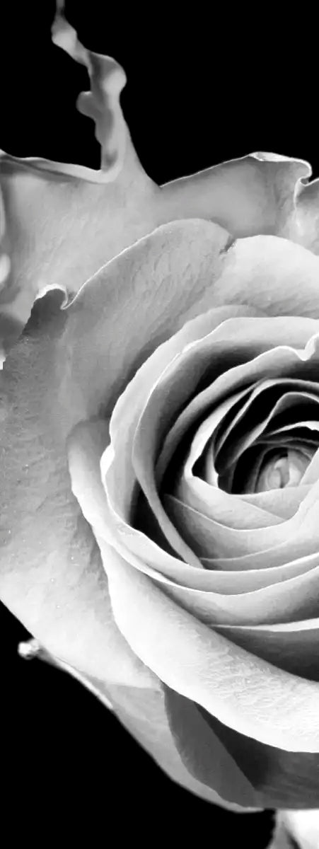 Rose Splash Wall Art