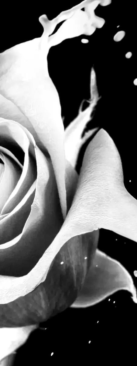 Rose Splash Wall Art