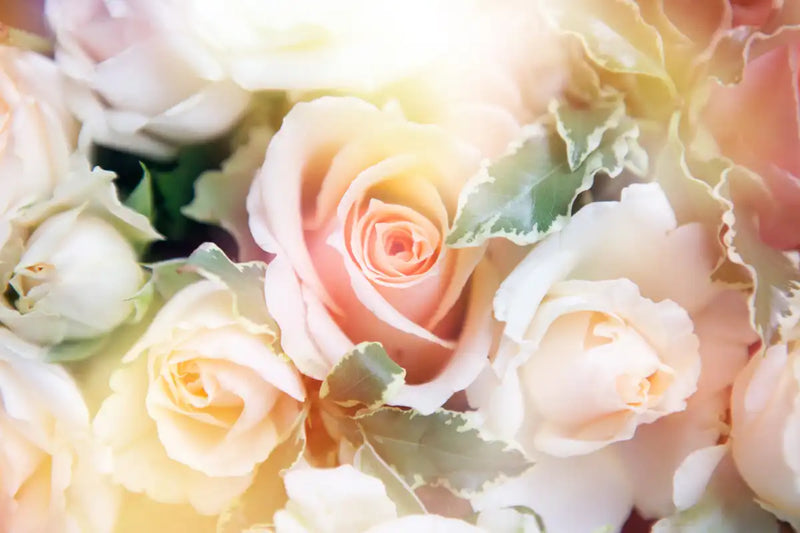 Roses In Bloom Wall Art