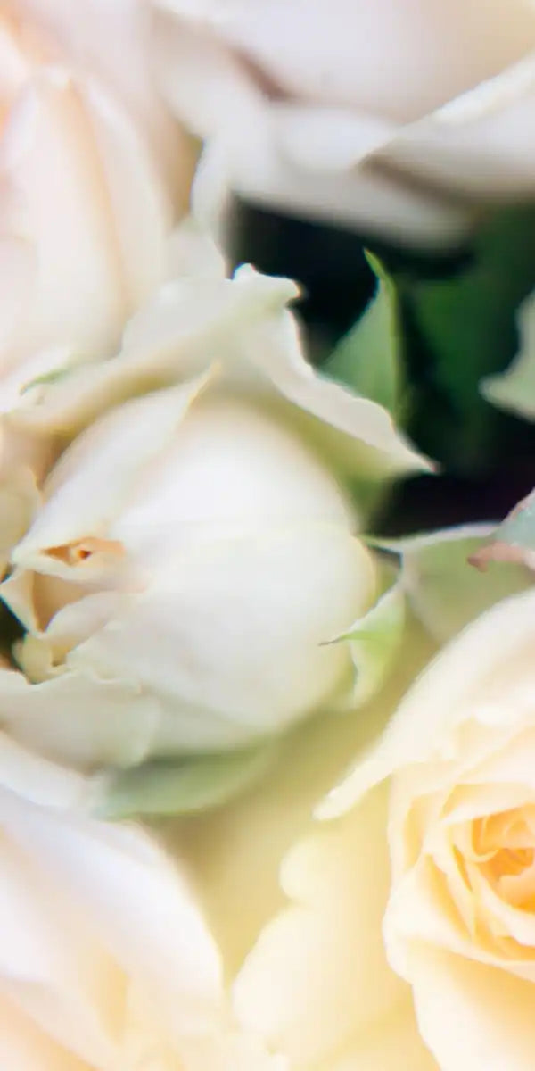 Roses In Bloom Wall Art