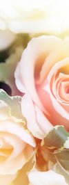 Roses In Bloom Wall Art