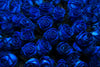 Royal Blue Roses Wall Art