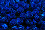 Royal Blue Roses Wall Art