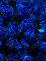 Royal Blue Roses Wall Art
