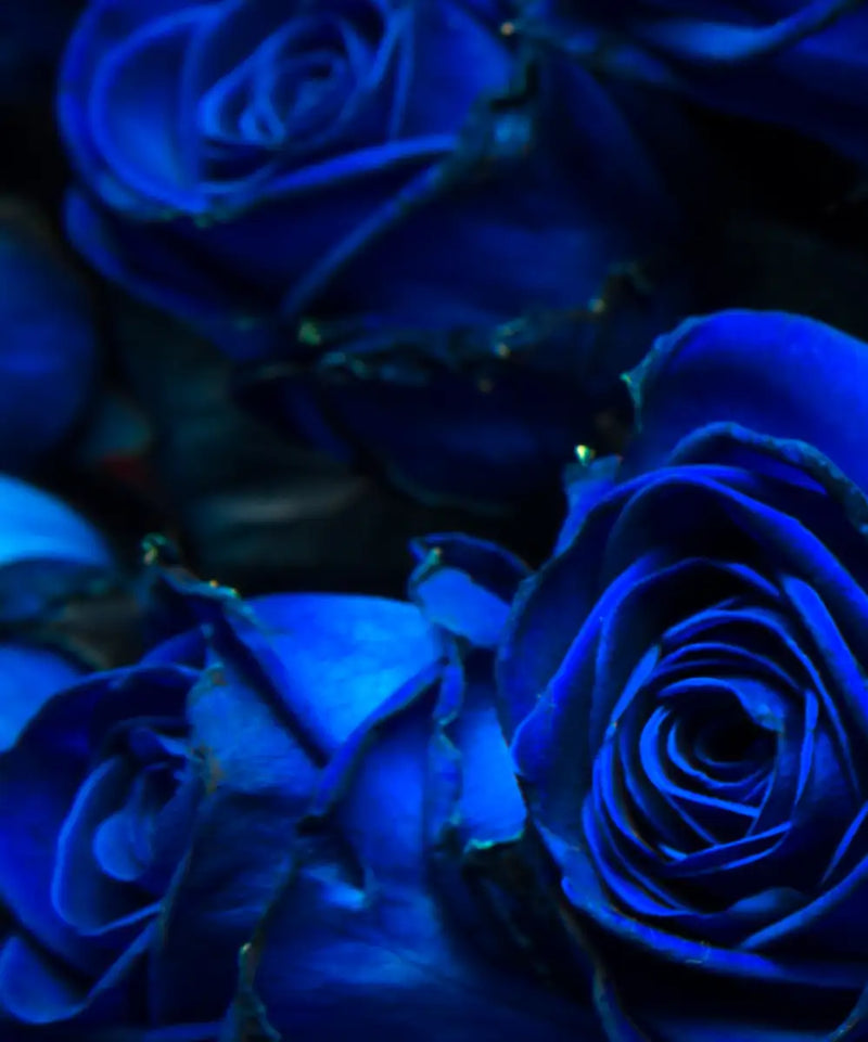 Royal Blue Roses Wall Art