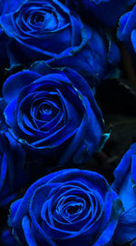 Royal Blue Roses Wall Art
