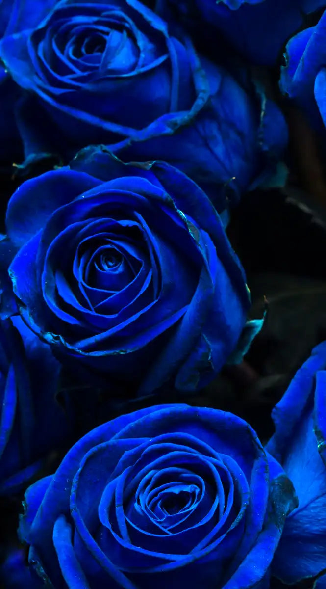 Royal Blue Roses Wall Art