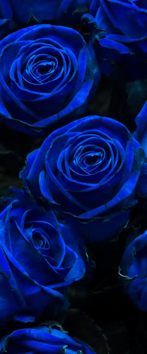 Royal Blue Roses Wall Art