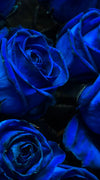 Royal Blue Roses Wall Art