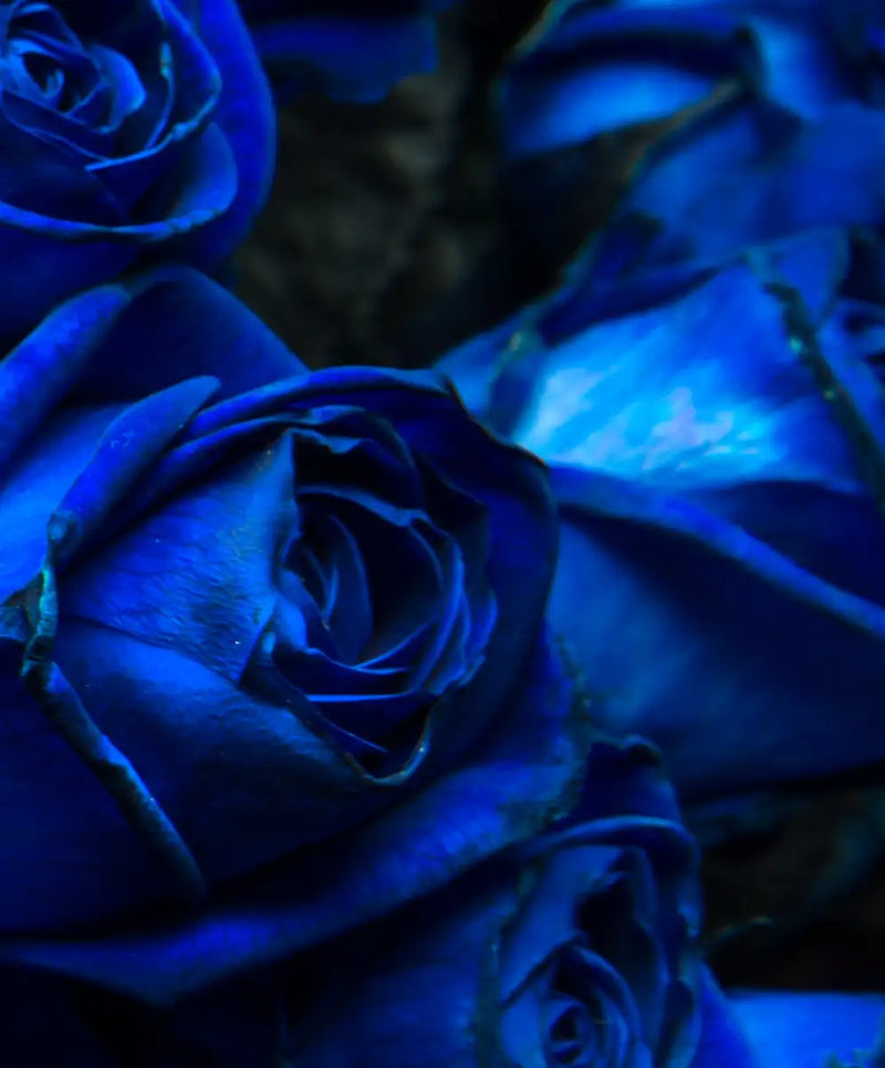 Royal Blue Roses Wall Art