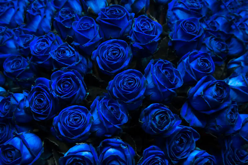 Royal Blue Roses Wall Art