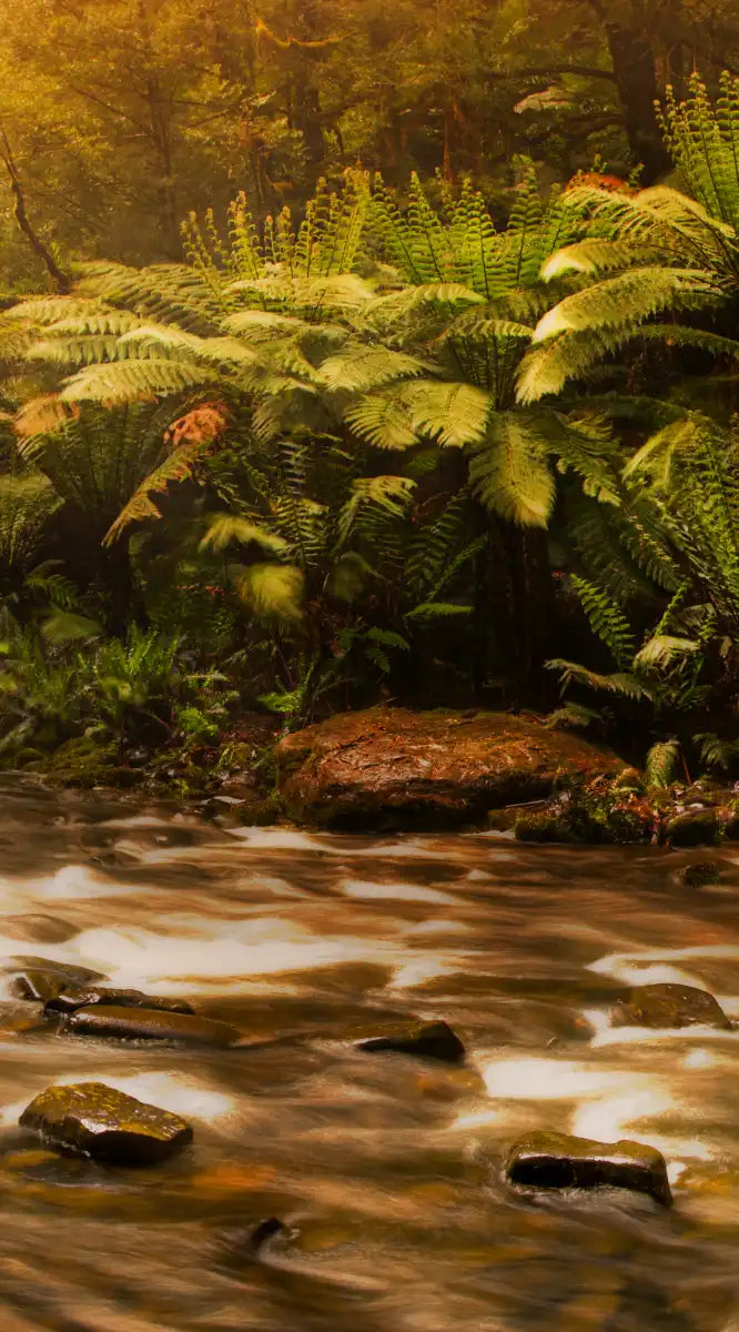 Russell Falls Wall Art
