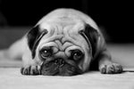 Sad Pug Wall Art