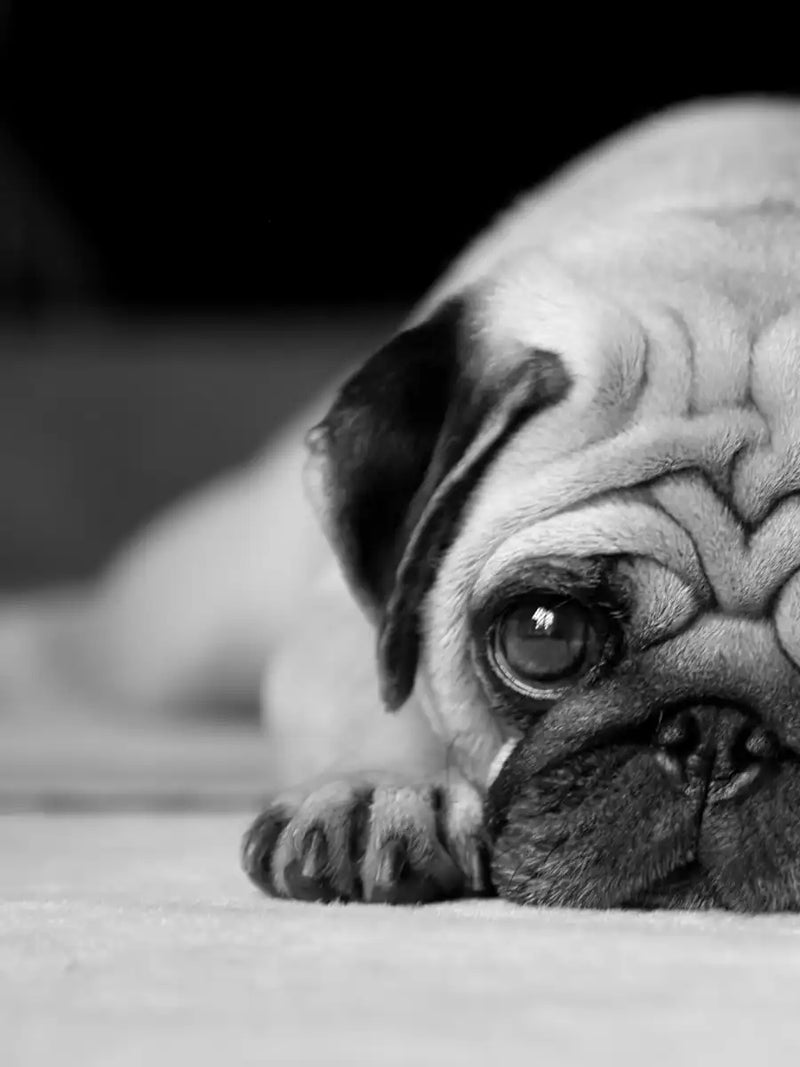 Sad Pug Wall Art