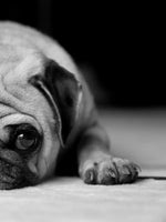 Sad Pug Wall Art