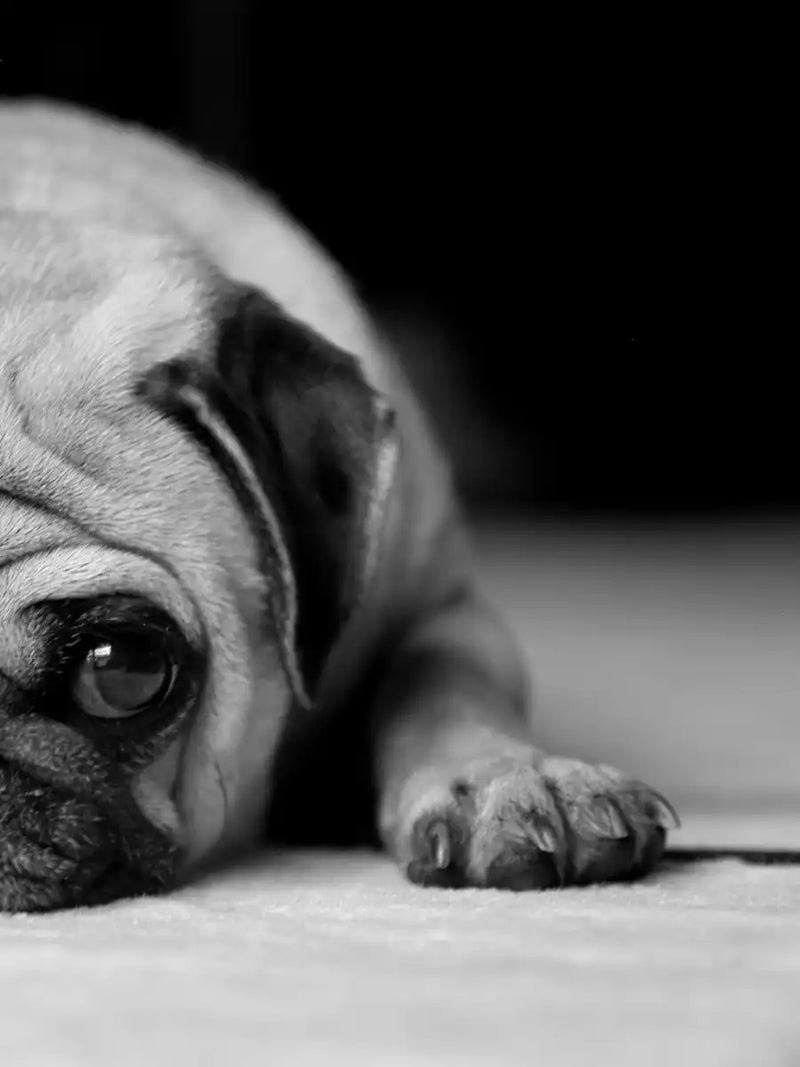 Sad Pug Wall Art
