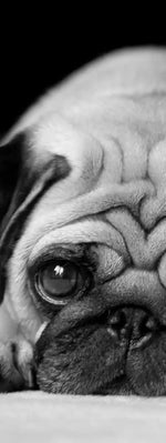 Sad Pug Wall Art