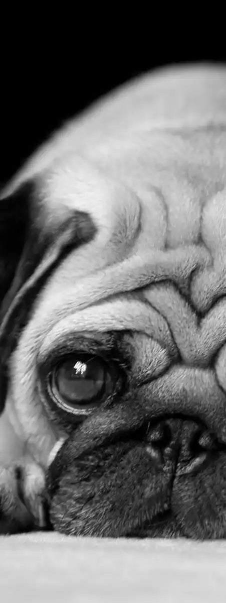 Sad Pug Wall Art