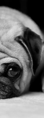 Sad Pug Wall Art