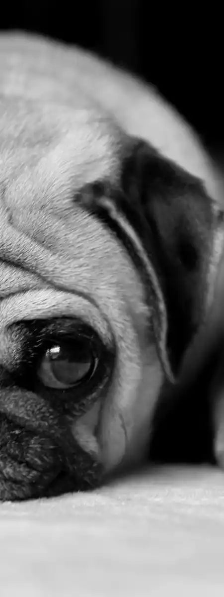 Sad Pug Wall Art