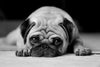 Sad Pug Wall Art