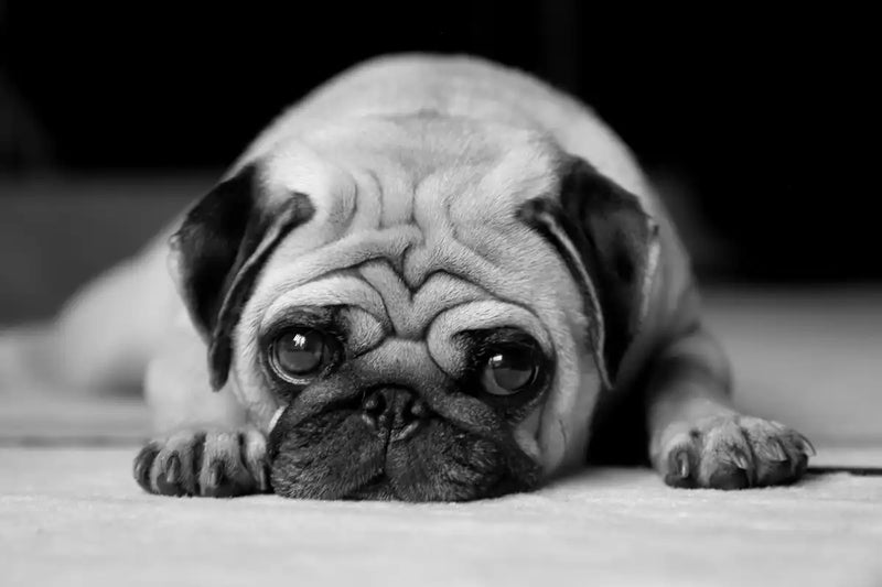 Sad Pug Wall Art