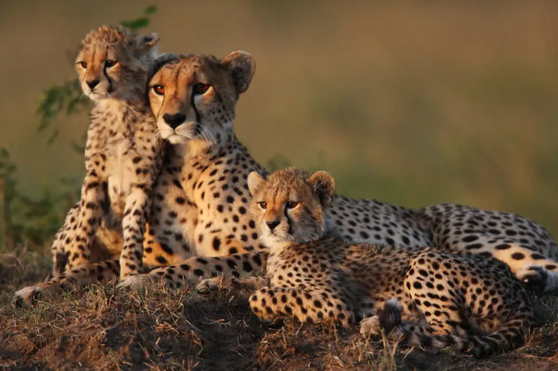 Safari Cheetah Family Wall Art
