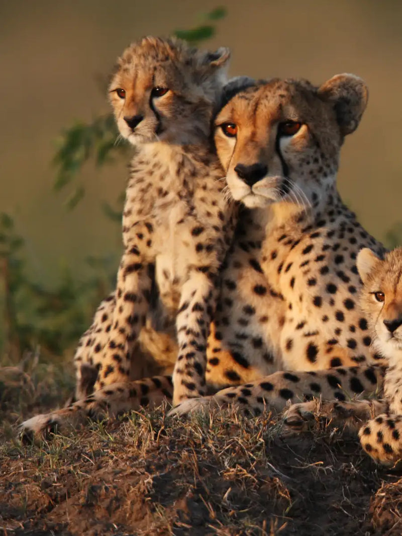 Safari Cheetah Family Wall Art
