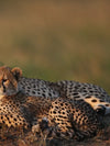 Safari Cheetah Family Wall Art