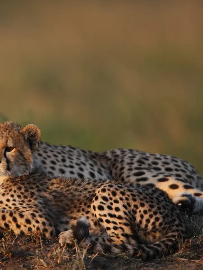 Safari Cheetah Family Wall Art
