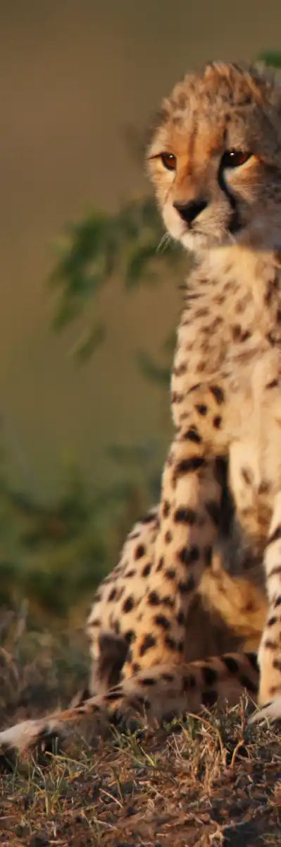Safari Cheetah Family Wall Art