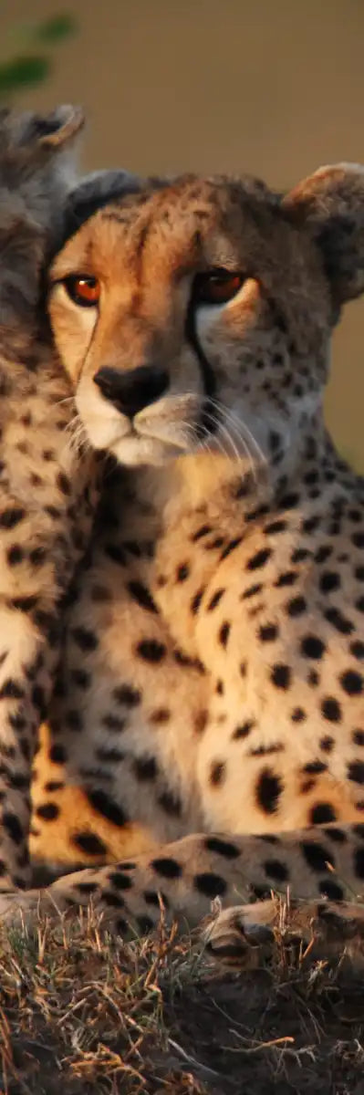Safari Cheetah Family Wall Art