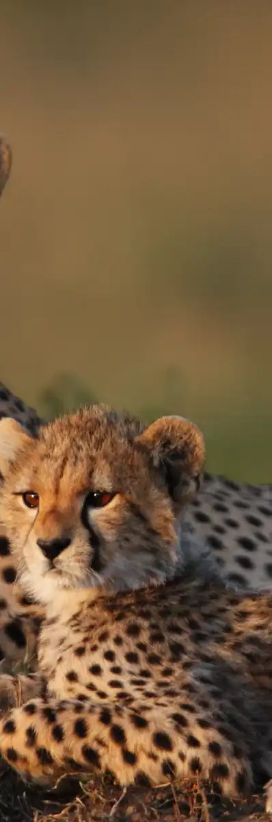 Safari Cheetah Family Wall Art