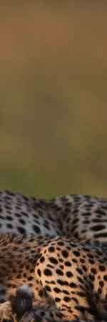 Safari Cheetah Family Wall Art