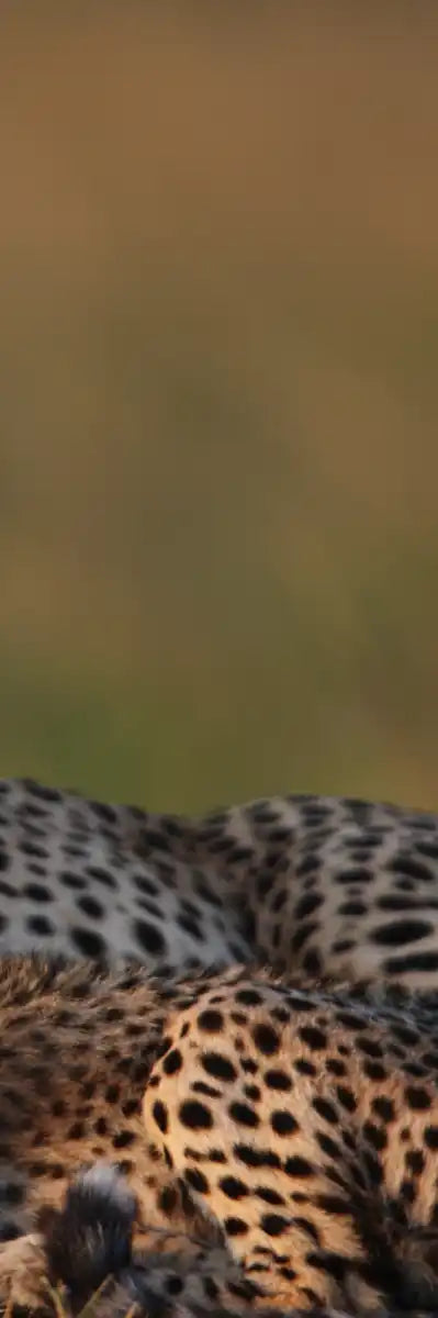 Safari Cheetah Family Wall Art