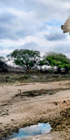 Safari Elephants Wall Art