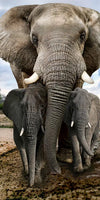 Safari Elephants Wall Art