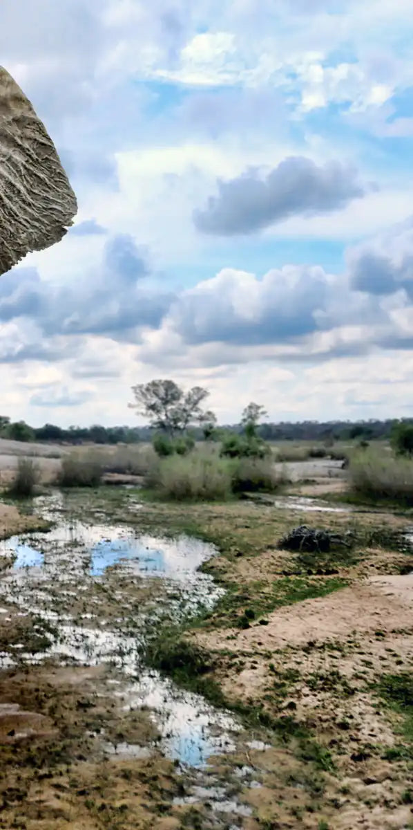 Safari Elephants Wall Art