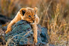 Safari Lion Cub Wall Art