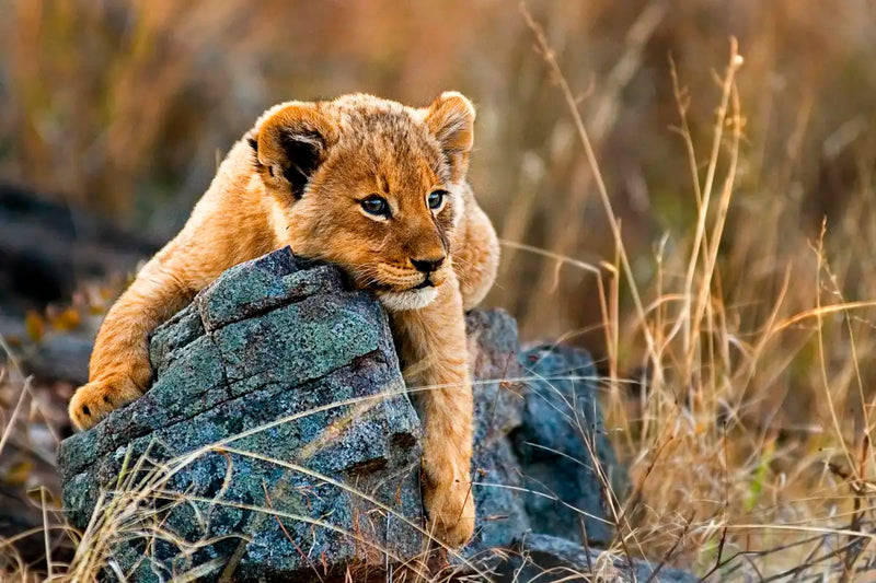 Safari Lion Cub Wall Art